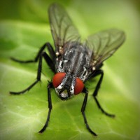 /album/selvannakija-tulkitsia-lydia/photolia-a01-jpg/