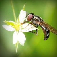 /album/selvannakija-tulkitsia-lydia/photolia-a02-jpg/