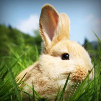 /album/selvannakija-tulkitsia-lydia/photolia-a03-jpg/