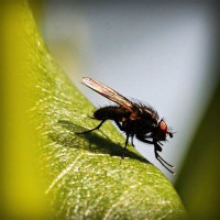 /album/selvannakija-tulkitsia-lydia/photolia-a04-jpg/