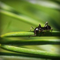 /album/selvannakija-tulkitsia-lydia/photolia-a05-jpg/