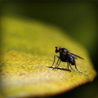 /album/selvannakija-tulkitsia-lydia/photolia-a07-jpg/