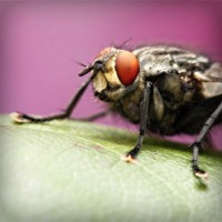 /album/selvannakija-tulkitsia-lydia/photolia-a08-jpg/